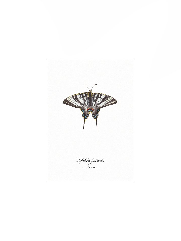 Iphiclides Feisthamelii • Print product image (1)