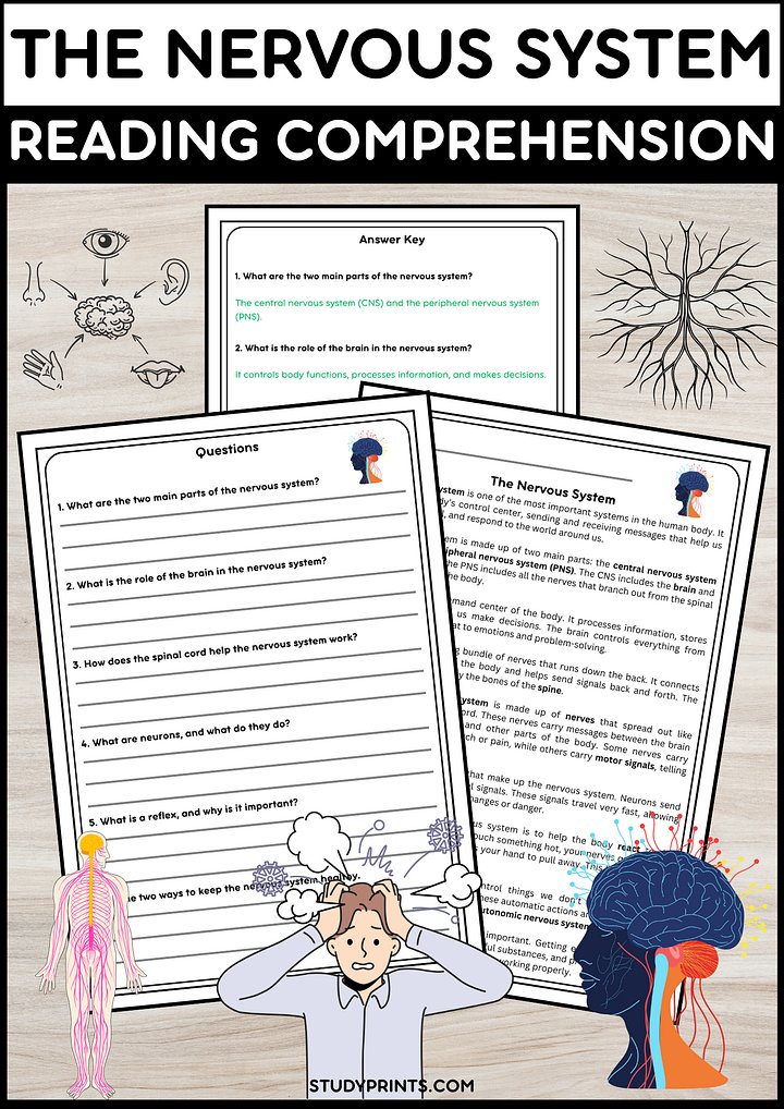 Nervous System Reading Passage with Comprehension Questions | Human Body Science Activity product image (1)