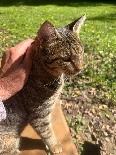 Sunshine and time with my girl. For those who grew to know and love Window Cat, I’m just letting you know she is continuing t...