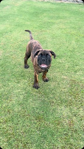 TiTAN son living his best life in California #bullmastiff #puppies #dog #puppy #fyp