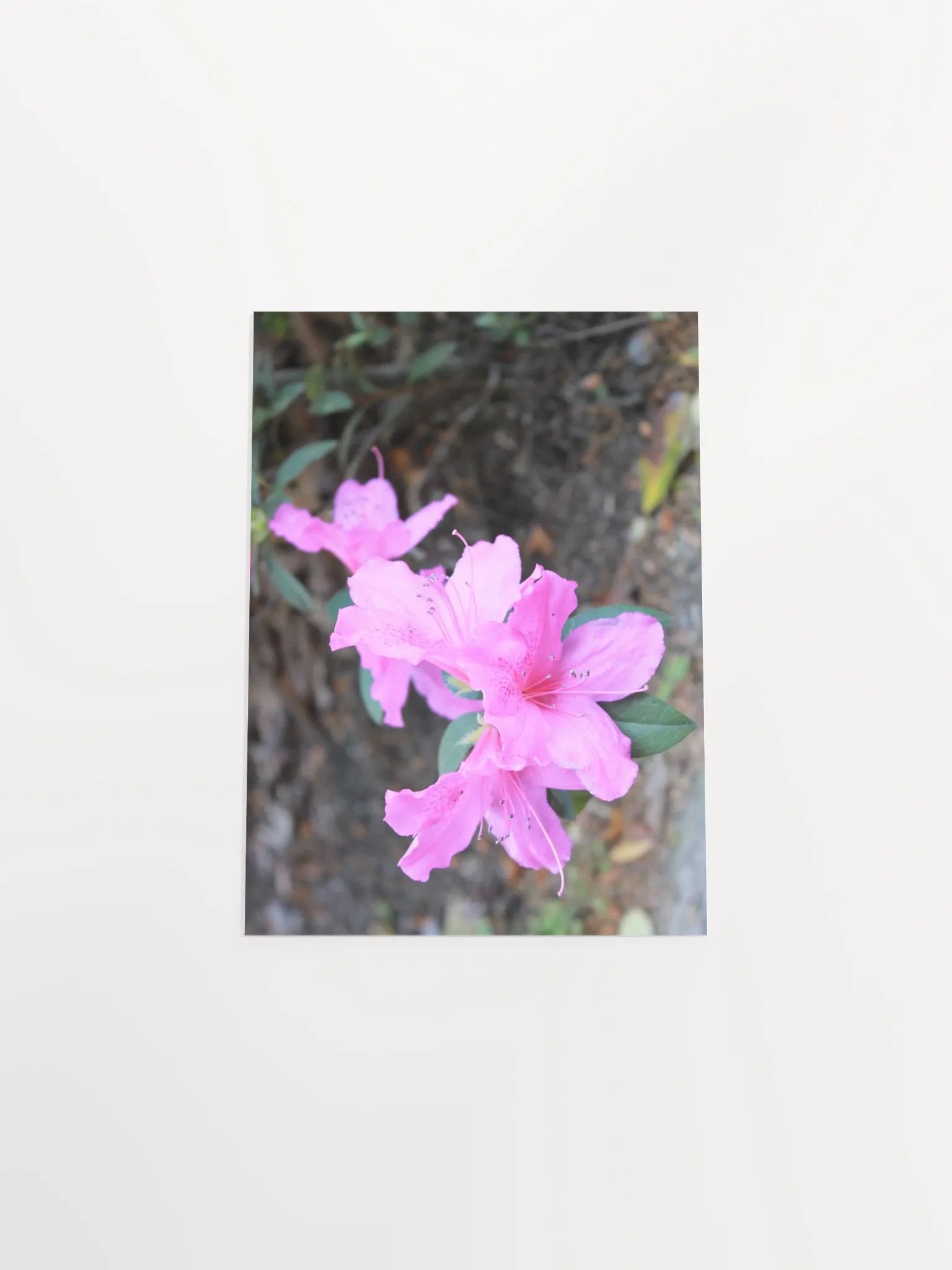 A Study in Flowers 1 product image (37)