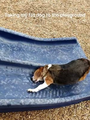 Bros arch nemesis is the slide 😭 #dog #funny #viral 