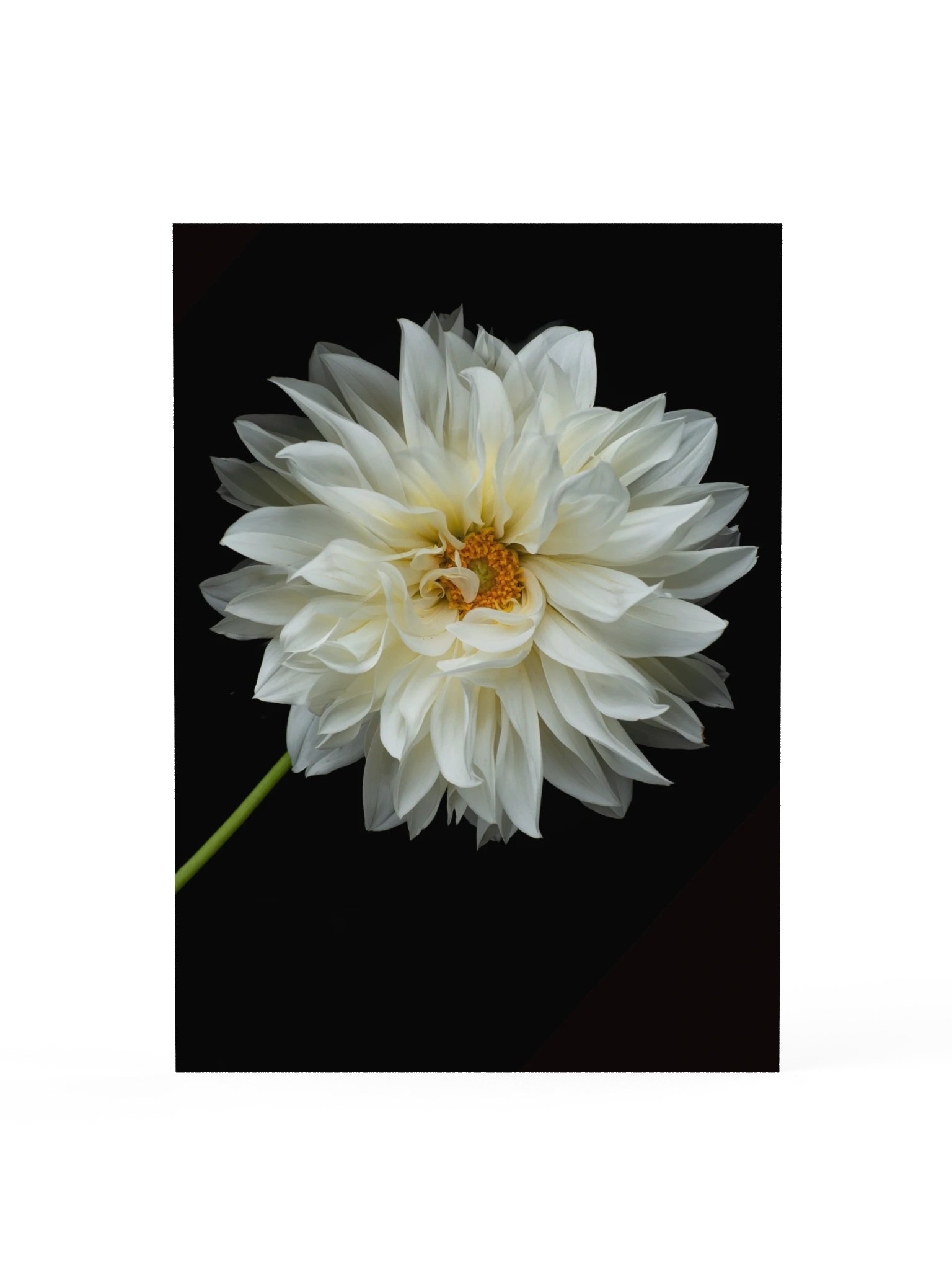 White Dahlia — Botanical Fine Art Photography Print product image (2)