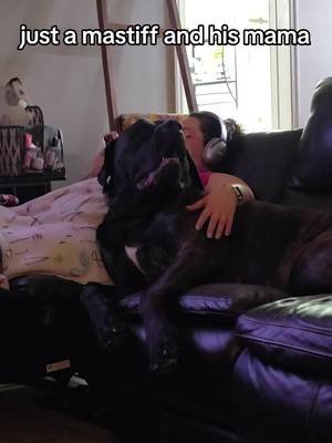 Mr cake loves his mama #beefcakethemastiff #englishmastiff #bigdogs #dogmom #giantdogs 