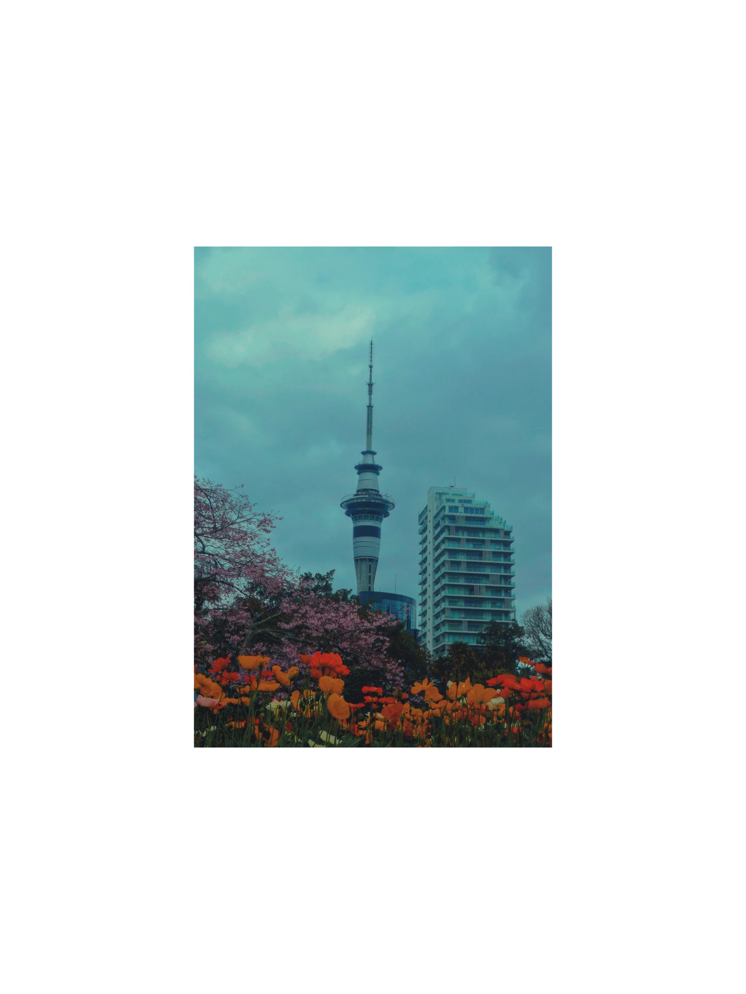 Sky Tower and Flowers 💐 product image (1)