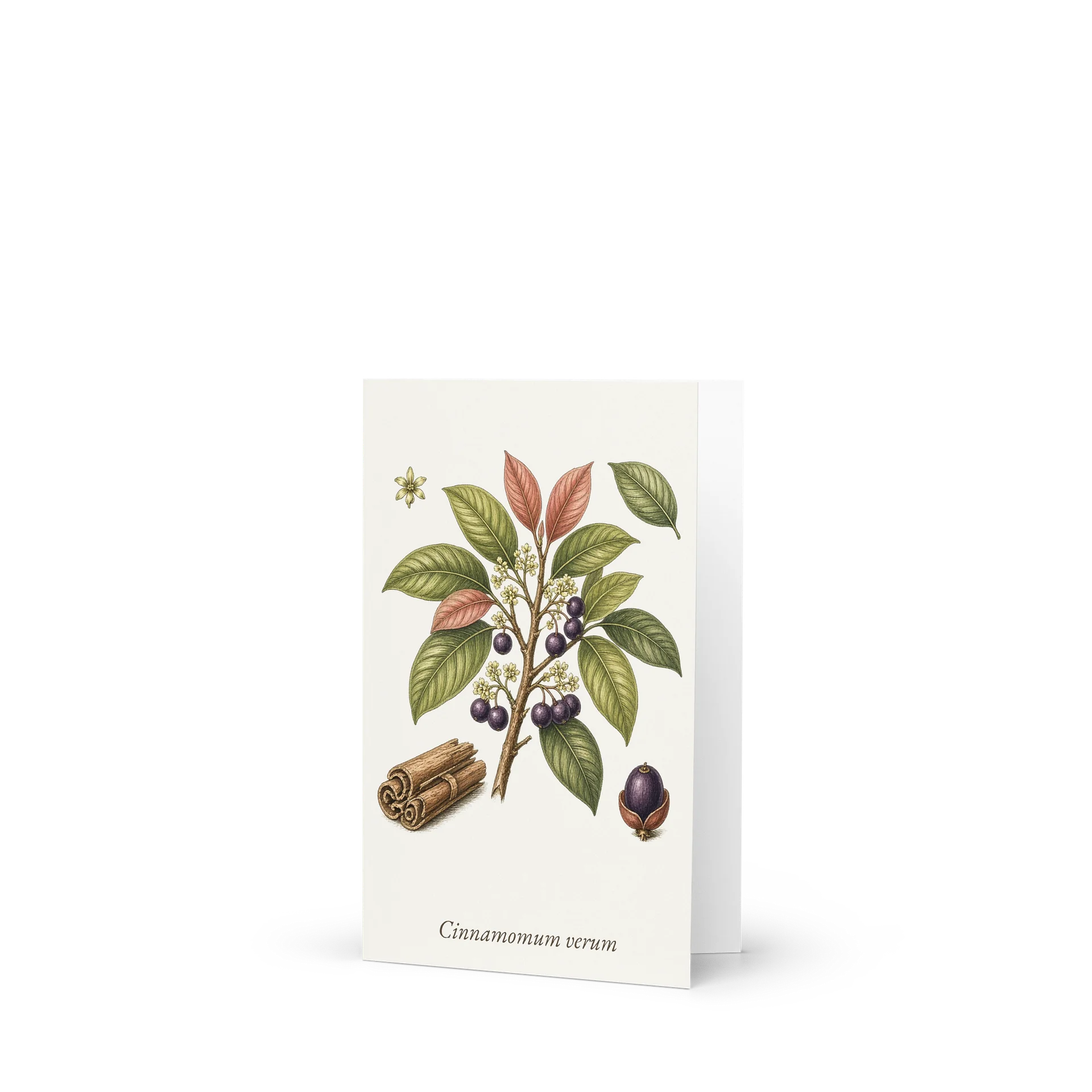 Vintage Botanical Ceylon Cinnamon Greeting Card product image (1)