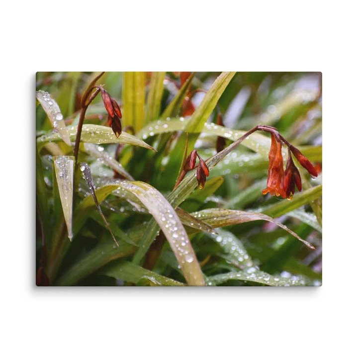 Canvas: Höstlilja Raindrops product image (11)