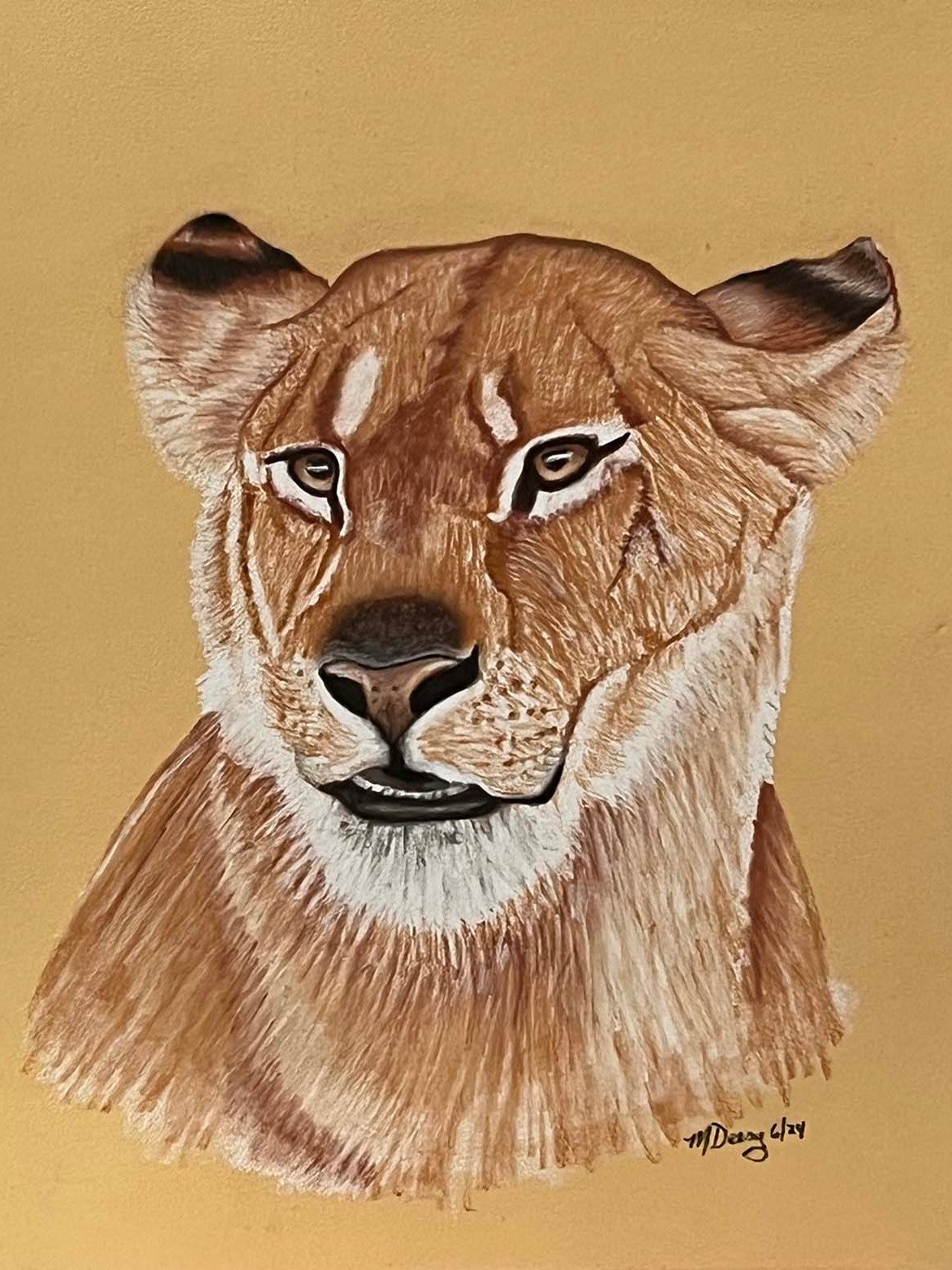 Lioness product image (1)