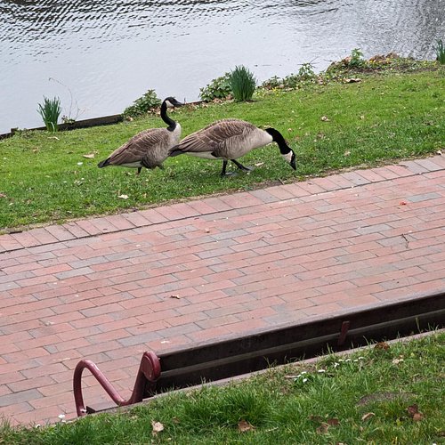 #goose #nature #natur