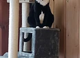 Princess's tag thumbnail