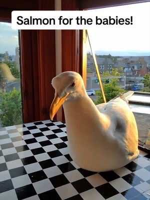 Almost left without the last slice! 🥹 just wanting to get back to the babies asap! #fyp #foryou #seagull #birds #feedingsteven