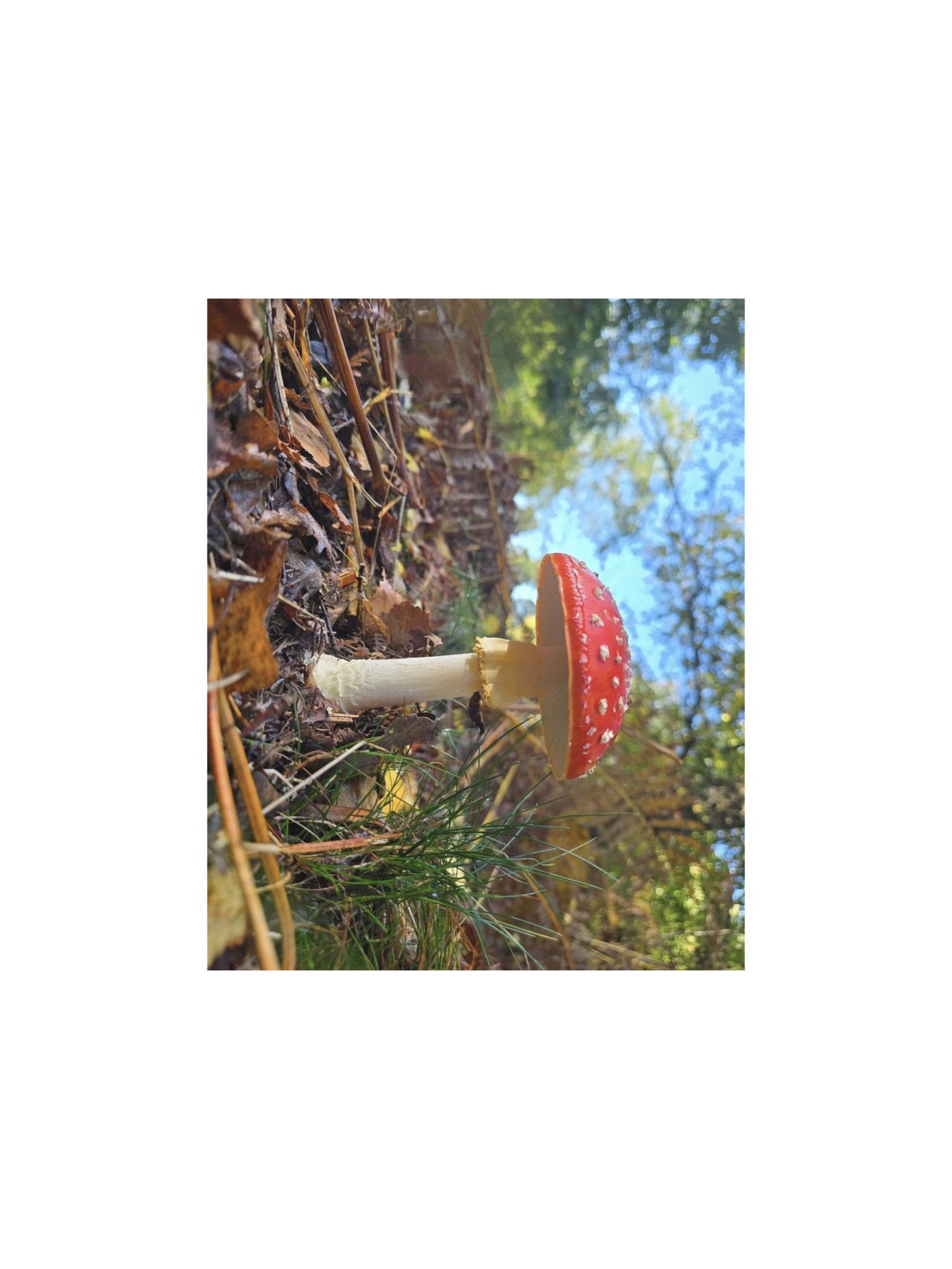 Fly agaric product image (1)