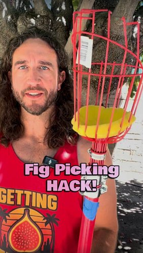 Level up your fig picking game with this One Simple Game-Changing Trick (OSGCT). 

#figs #figtree #fruitpicking #lifehack #fi...