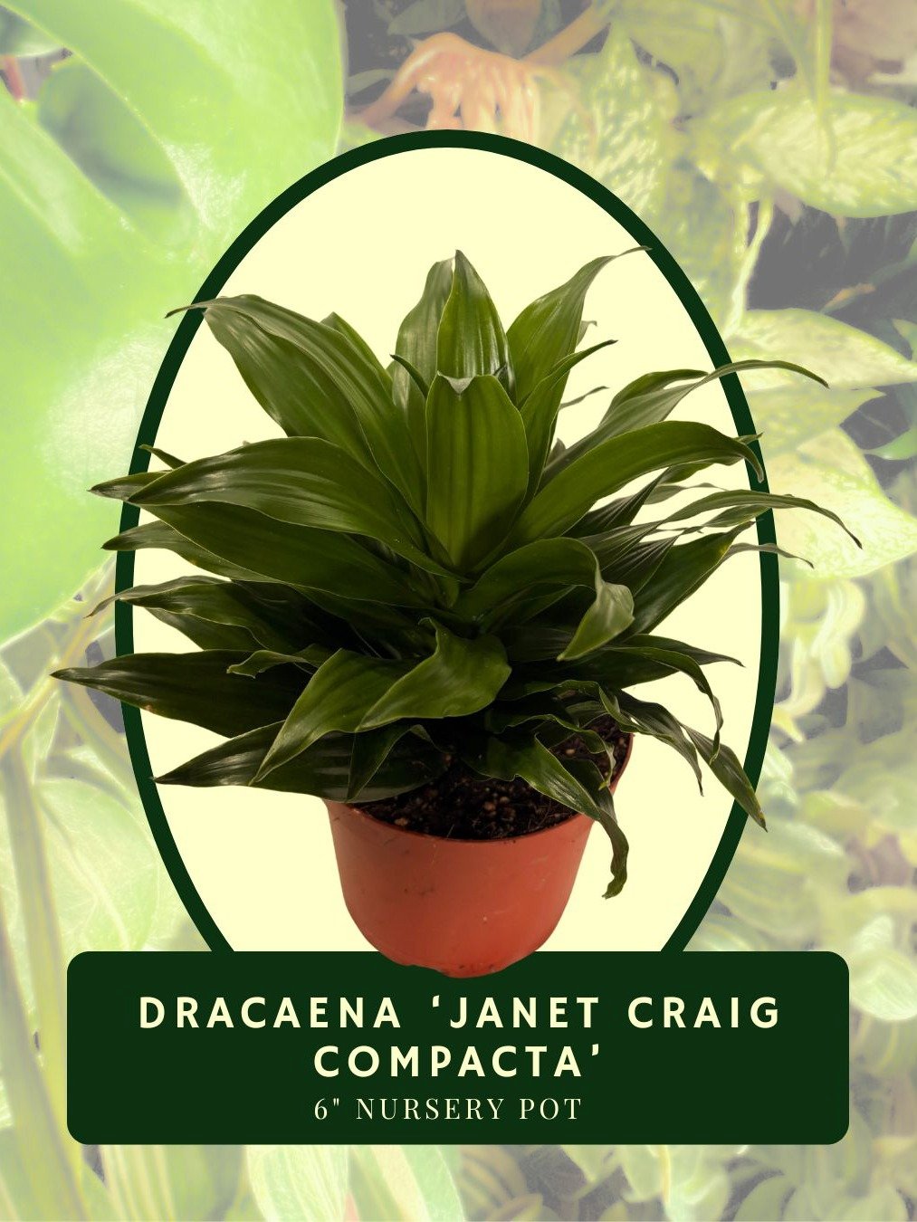 Dracaena Janet Craig Compacta product image (1)