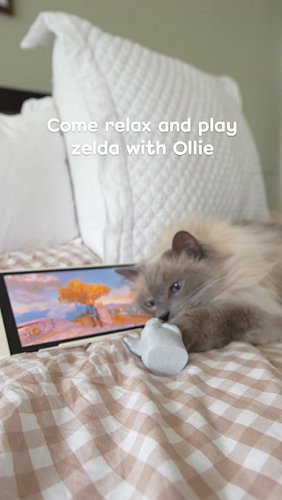 Come snuggle with ollie and play some zelda ✨️ 

#zelda #thelegendofzelda #cozy #cozygaming