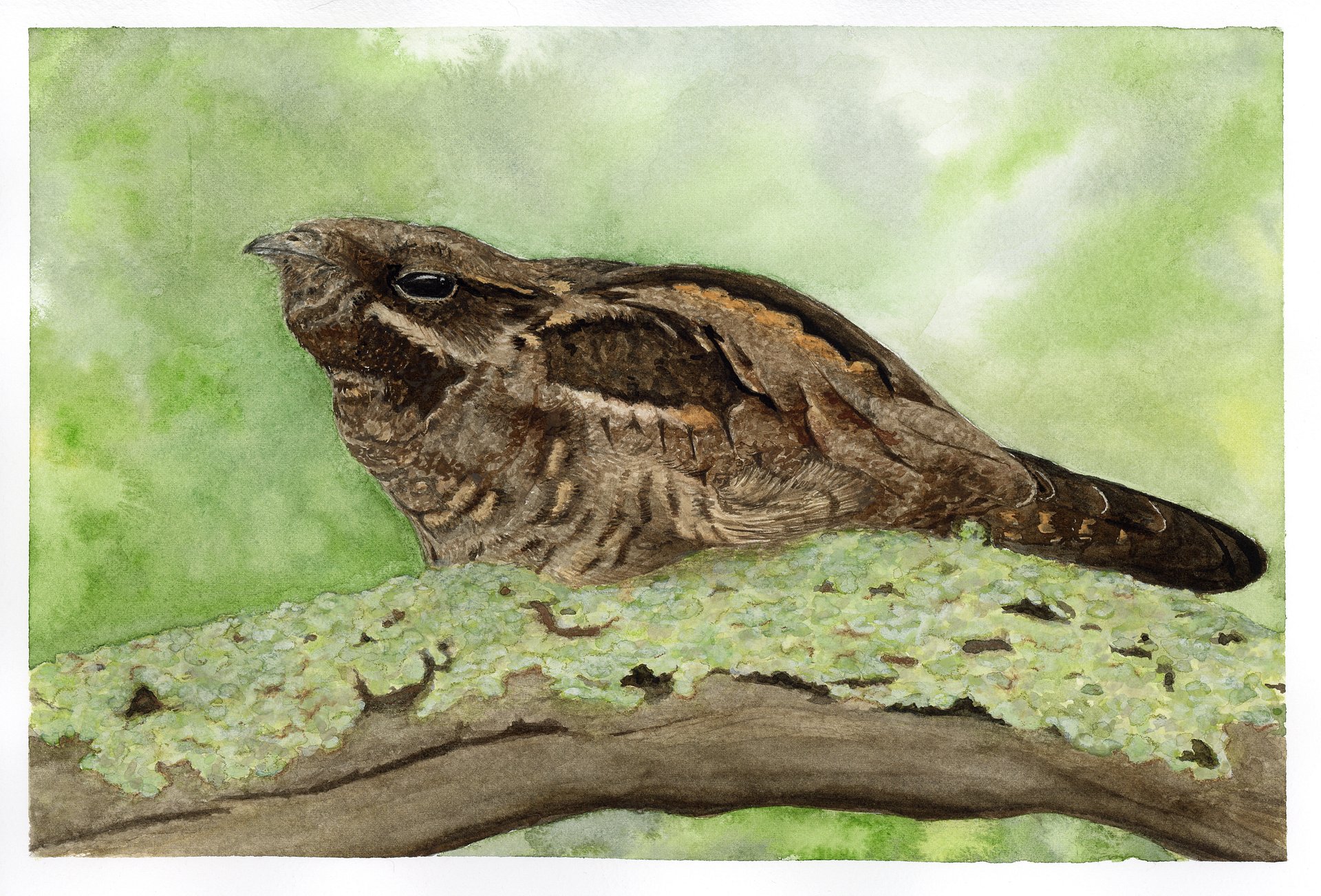 Nightjar - giclée print product image (1)