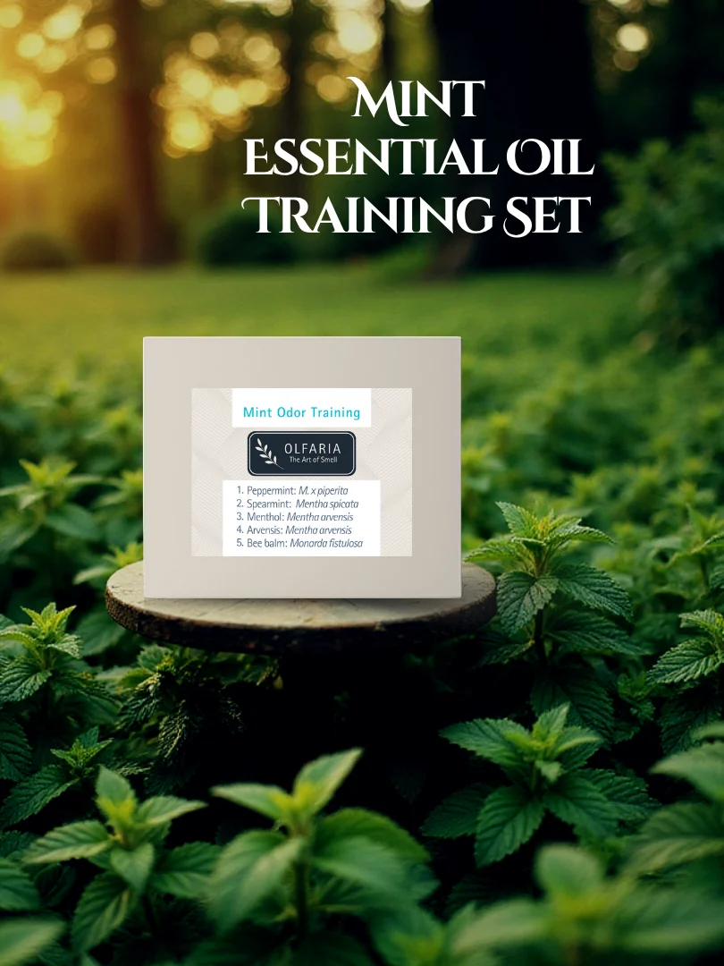 Olfaria Mint Odor Training Kit | 5 Single-Note Essential Oils | Scent Education | Train Your Nose product image (1)