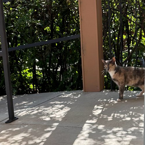 🐈 We had a new furry friend visit our house yesterday.

Our daughter was able to coax this adorable cat to stay for awhile.. ...