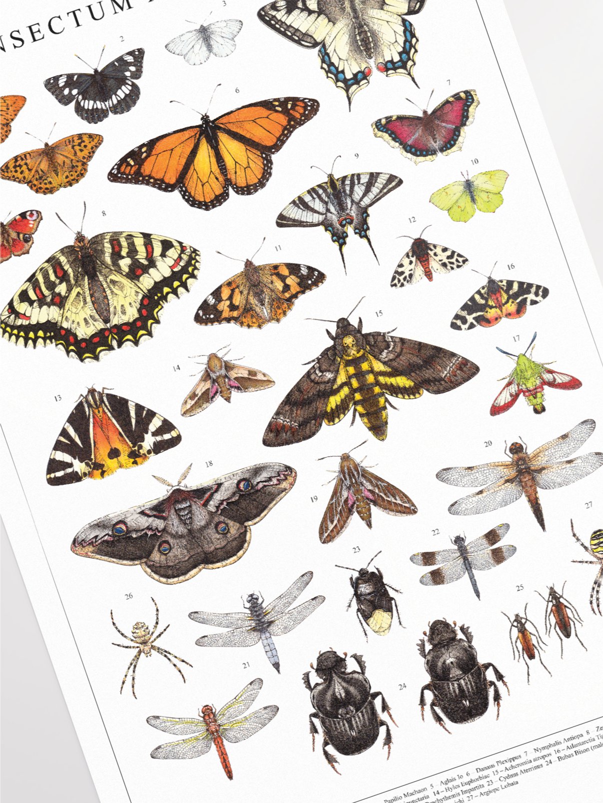 Insectum Abstractus, Whole • Print product image (2)