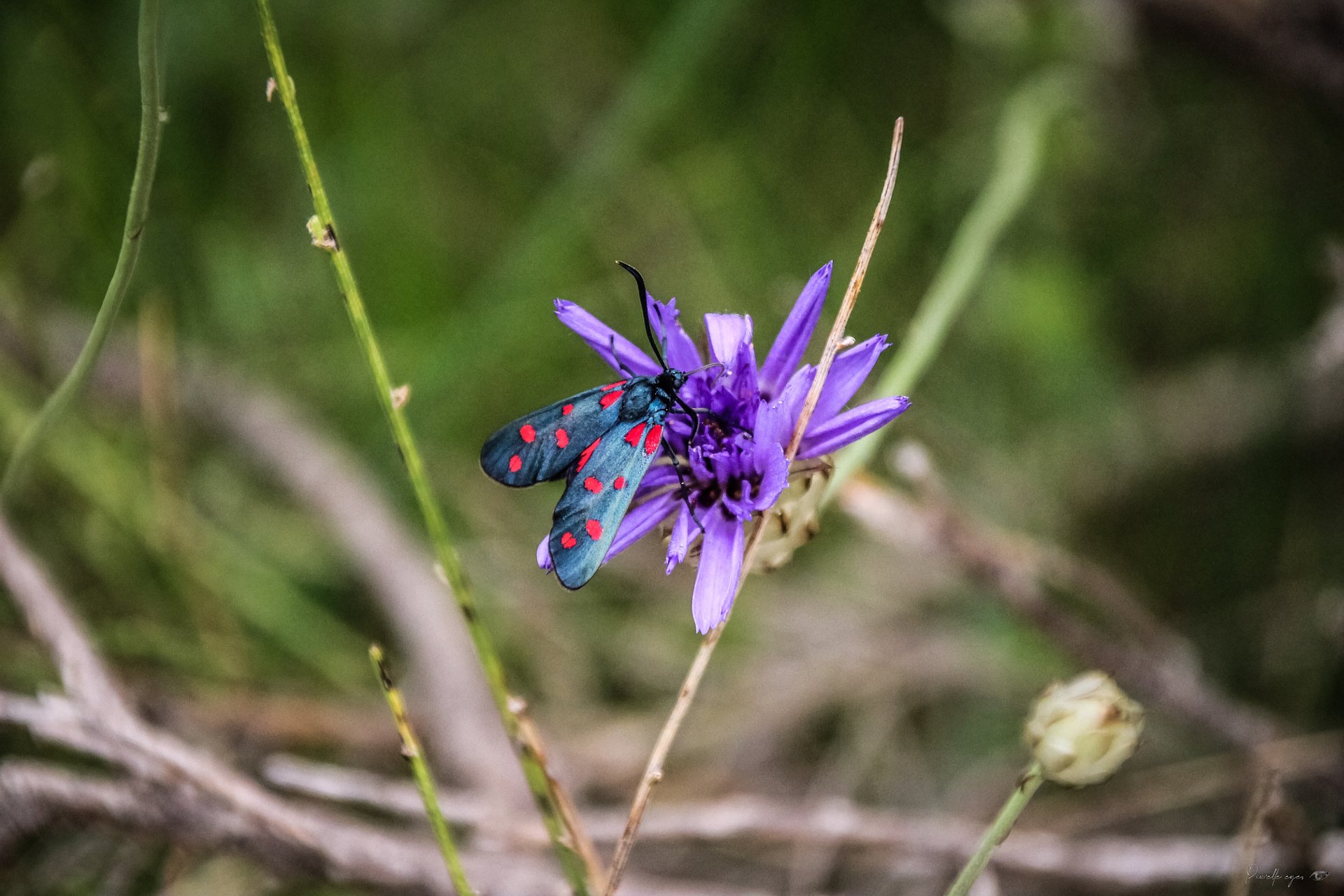 Fine Art - Zygaena, the Toxic Rockstar product image (1)