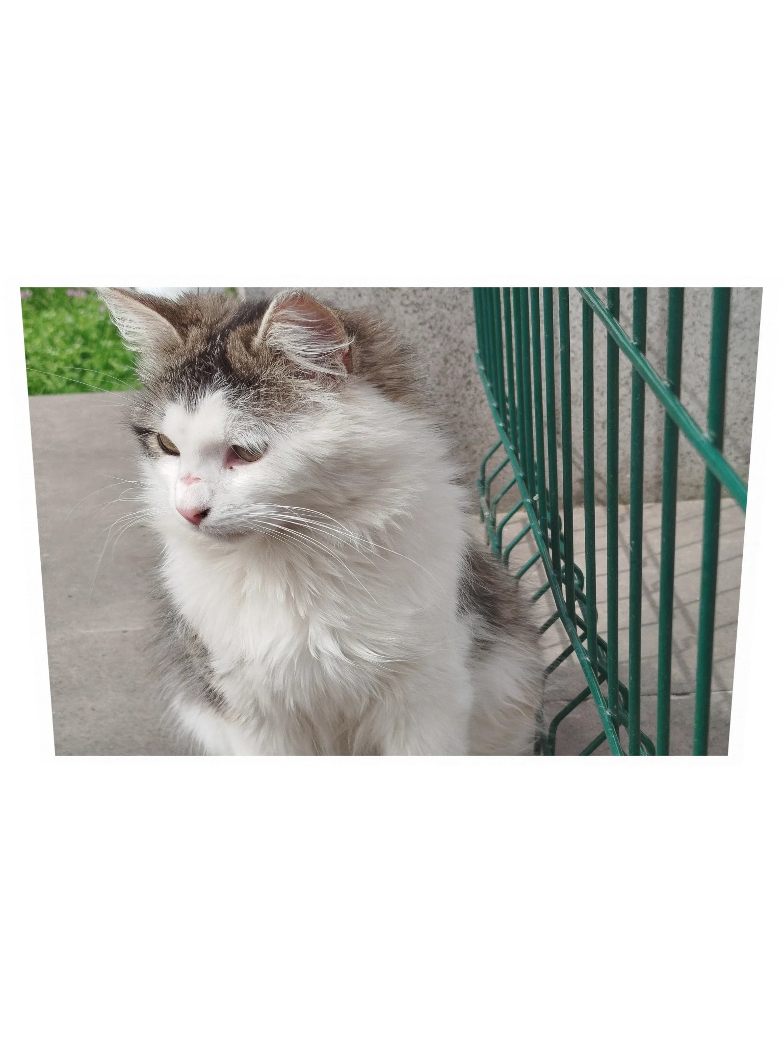 Angora Cat camera shy poster product image (2)