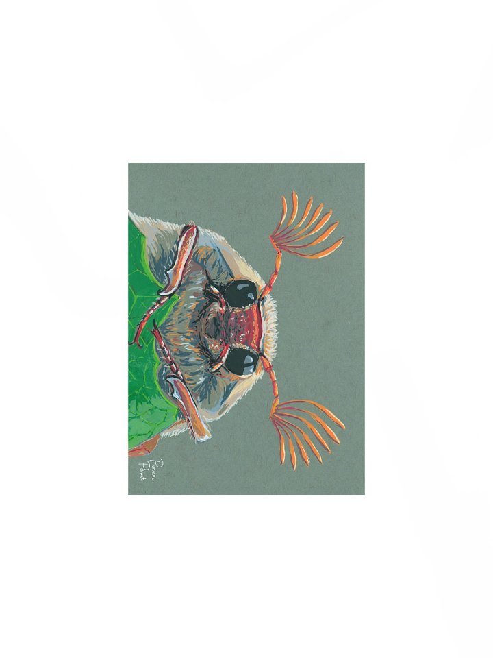 Cockchafer print product image (1)