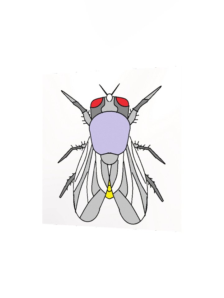 Vibrant Fly Cartoon Matte Poster product image (8)