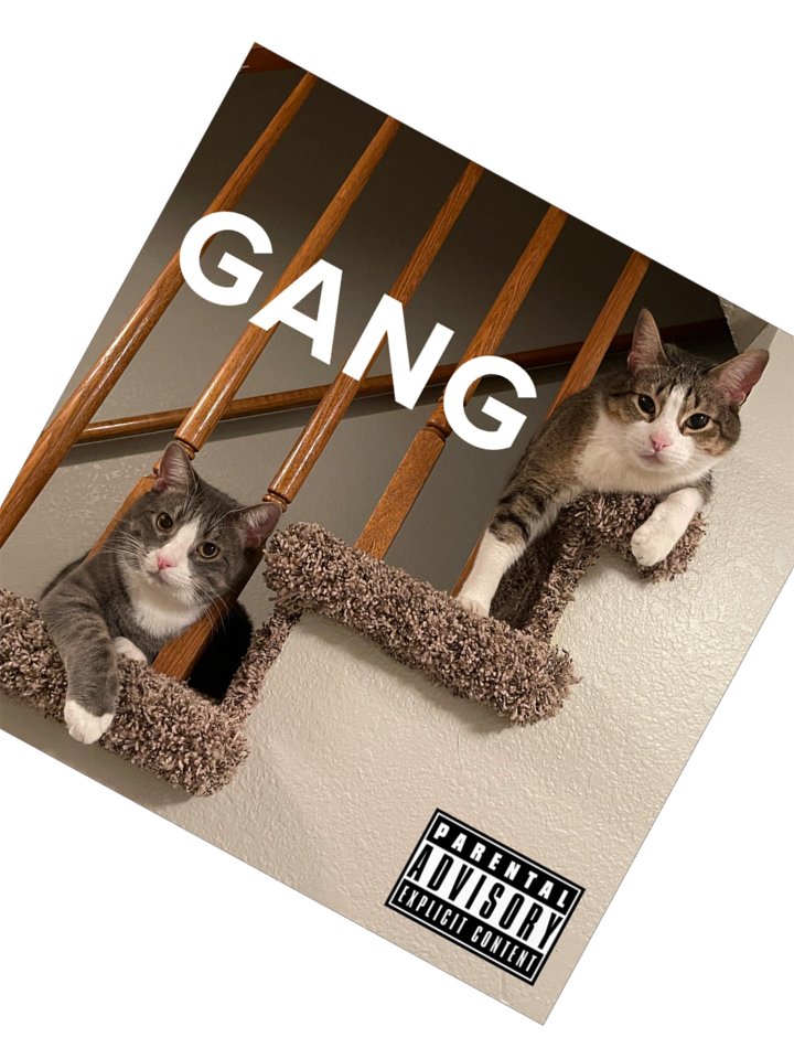 chill bro my cat is on this app product image (3)