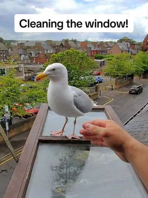 It’s window cleaning day and steven wasn’t having it… he loves a bit of danger 😂 #fyp #foryou #seagull #birds #feedingsteven