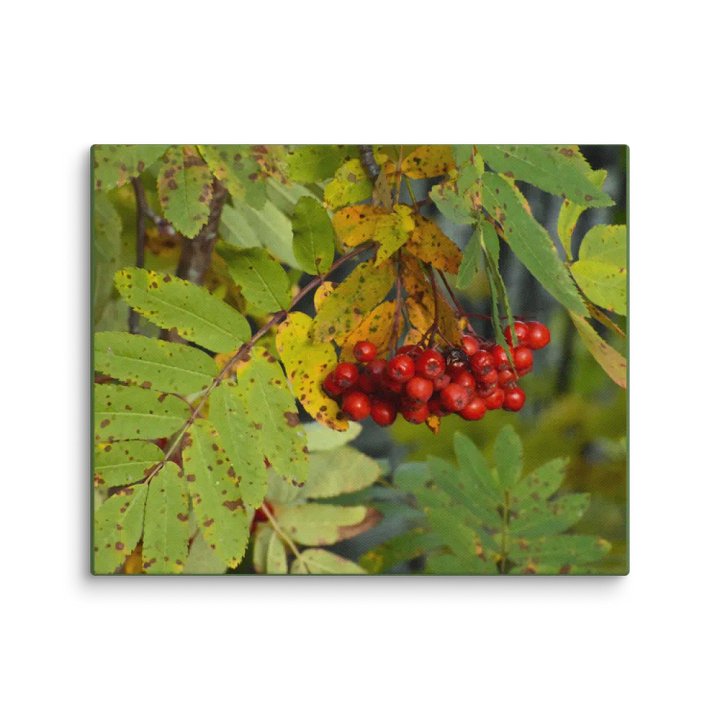 Canvas: Rönnbär Autumn berries product image (11)