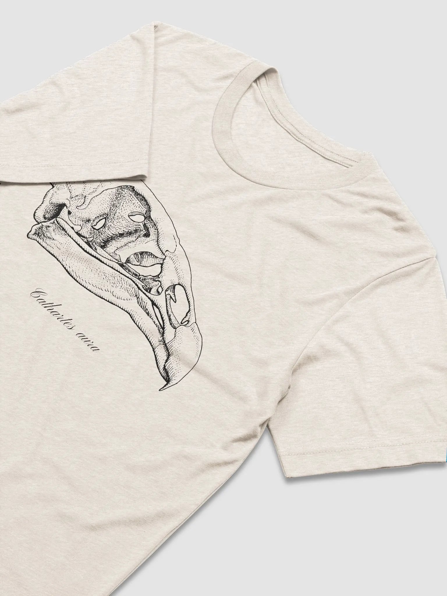 Turkey Vulture Skull product image (6)