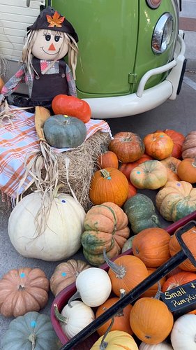 I fear pumpkins could get me in any van this fall 🤪 @the_vine_shack #pumpkins #pumpkinseason #fallaesthetic #rockwall #pumpkins