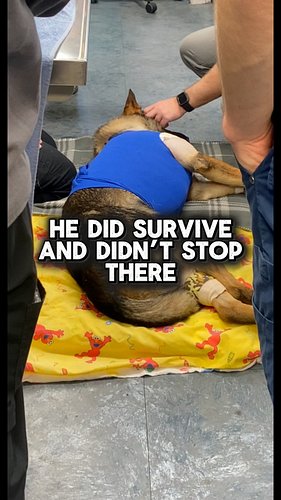 He survived. He continued his mission. Now we get to help other working dogs with @onetigrisusa Link in bio

Benefiting @proj...