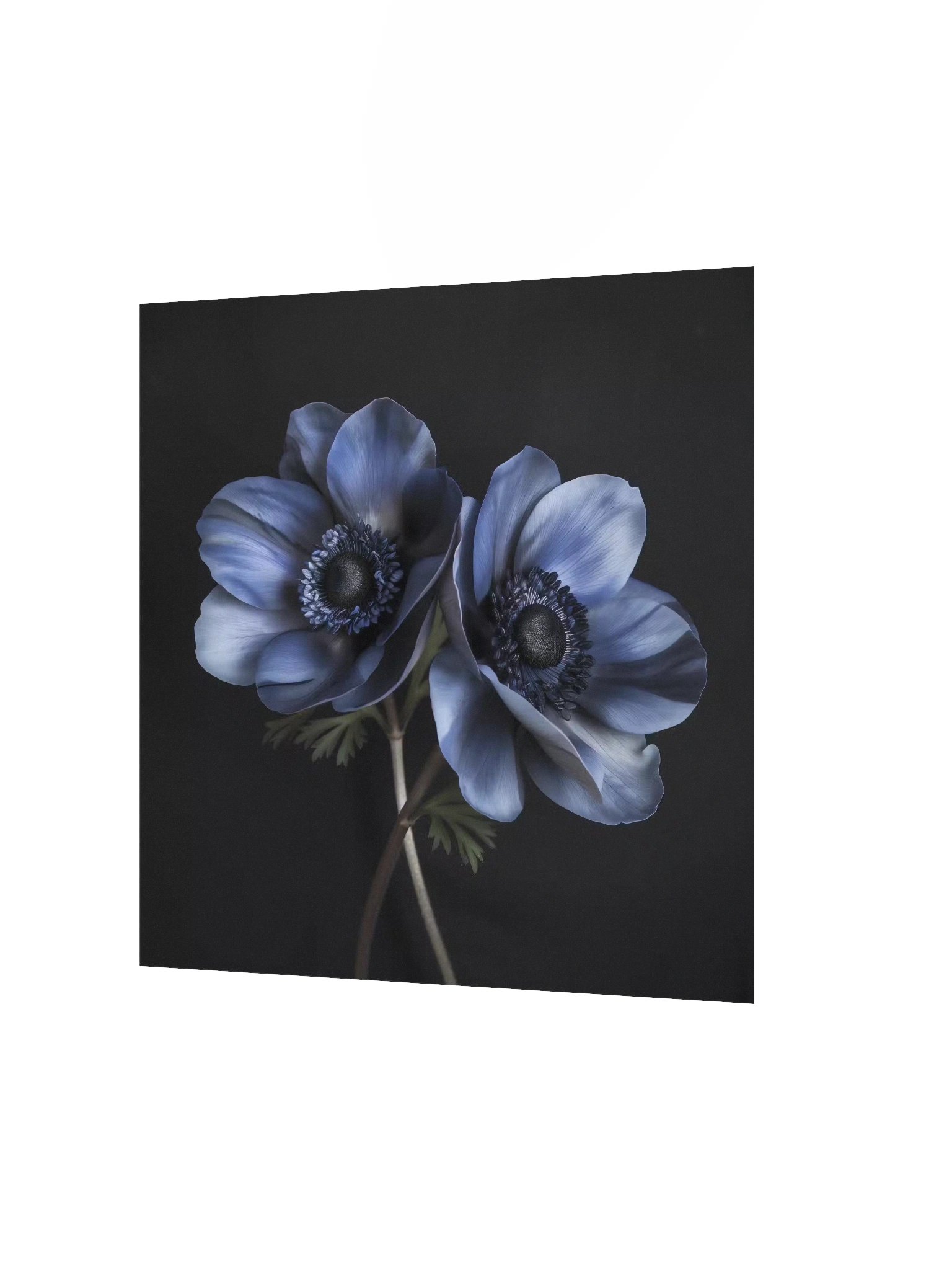 Dual Form | Nocturne Anemone III - Fine Art Print product image (2)