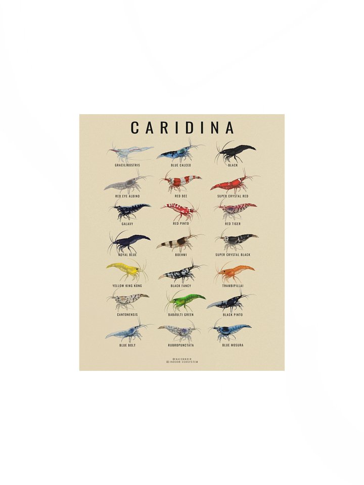 CARIDINA SHRIMP POSTER (CREAM) product image (1)