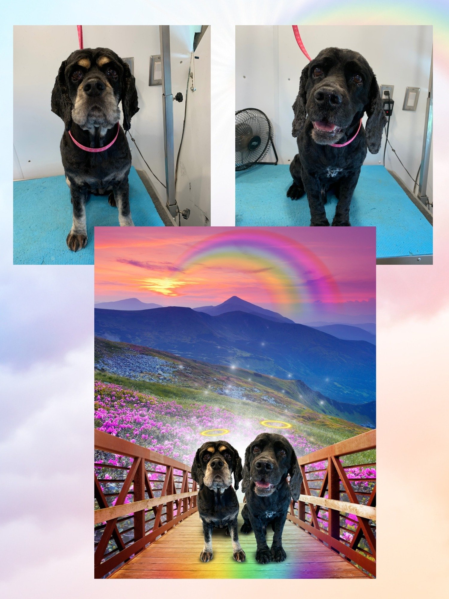 Professionals Rainbow Bridge Bundle (5 Portraits) product image (5)