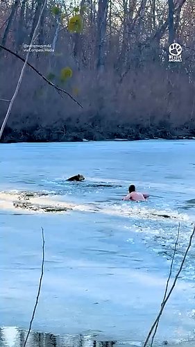 Hero braves icy water to save exhausted dog 👏❤️