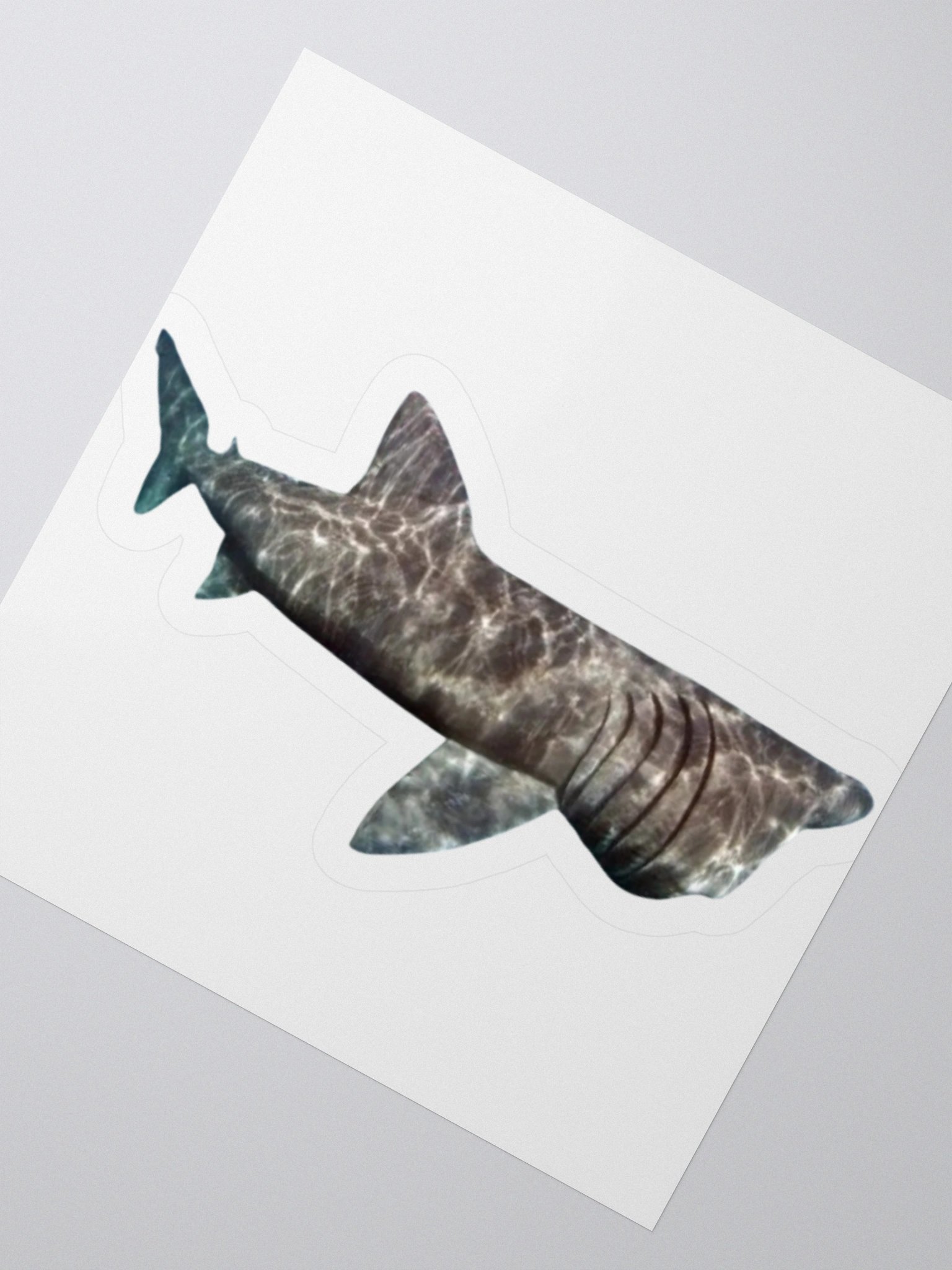 giant basking shark sticker product image (8)