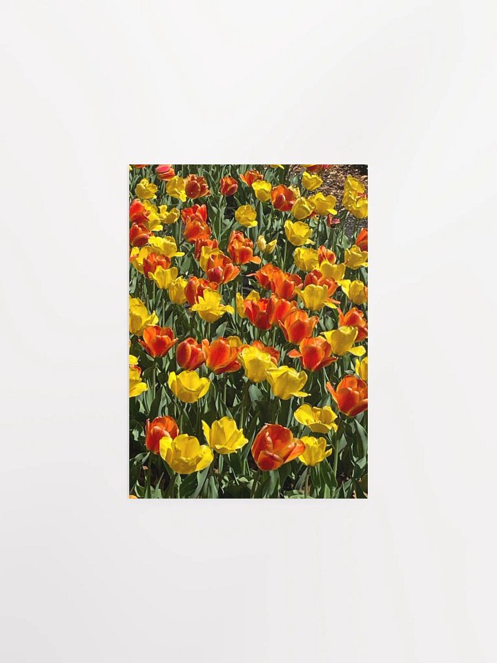 Spring Tulips product image (1)