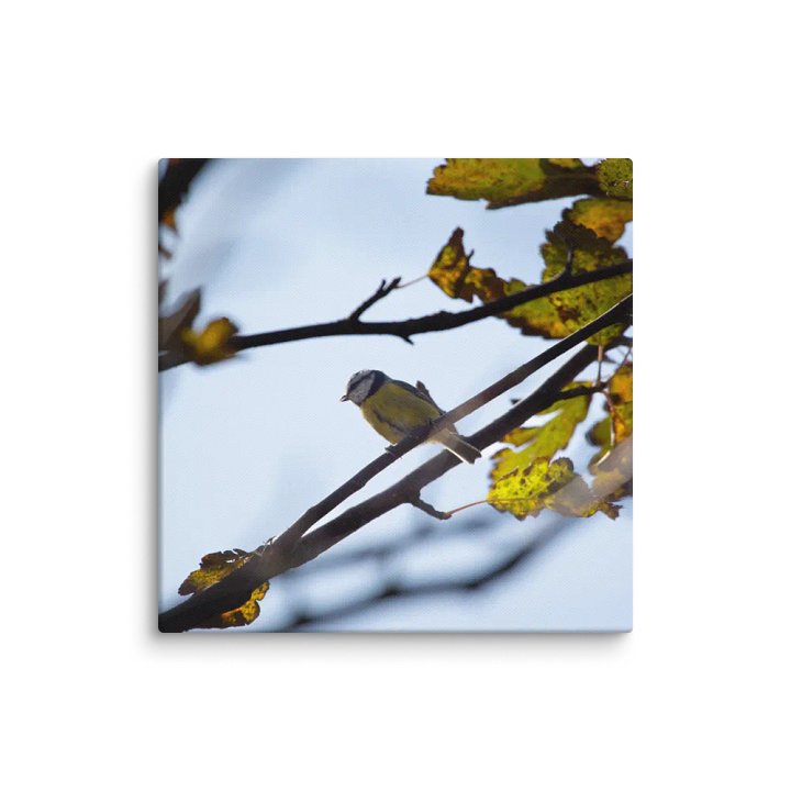 Eurasian Blue Tit Canvas product image (1)