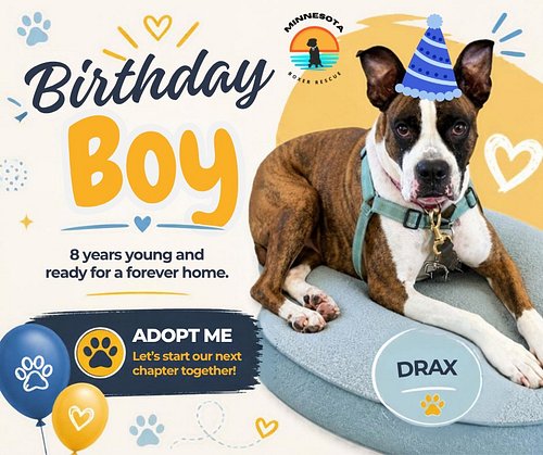 Better late than never! Happy Belated 8th Birthday to our handsome guy, Drax! 🎂🎉

Even though his big day was on the 12th, Dr...