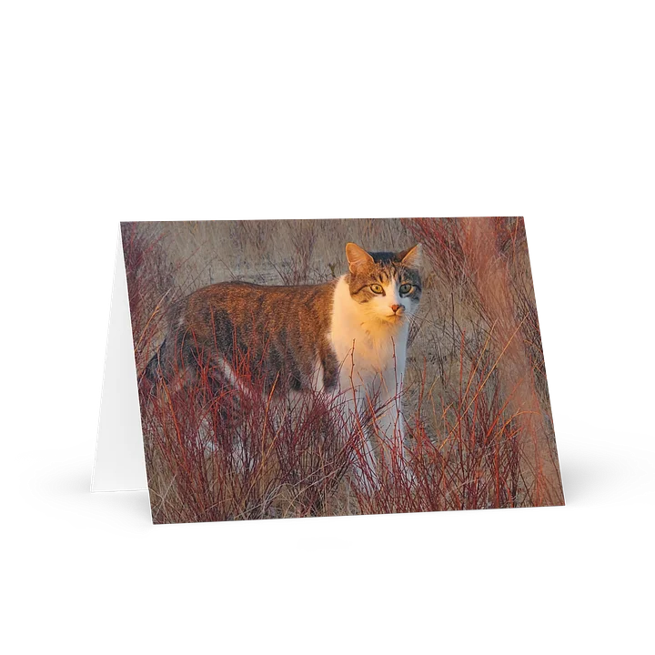 Sunset Banjo Greetings product image (1)