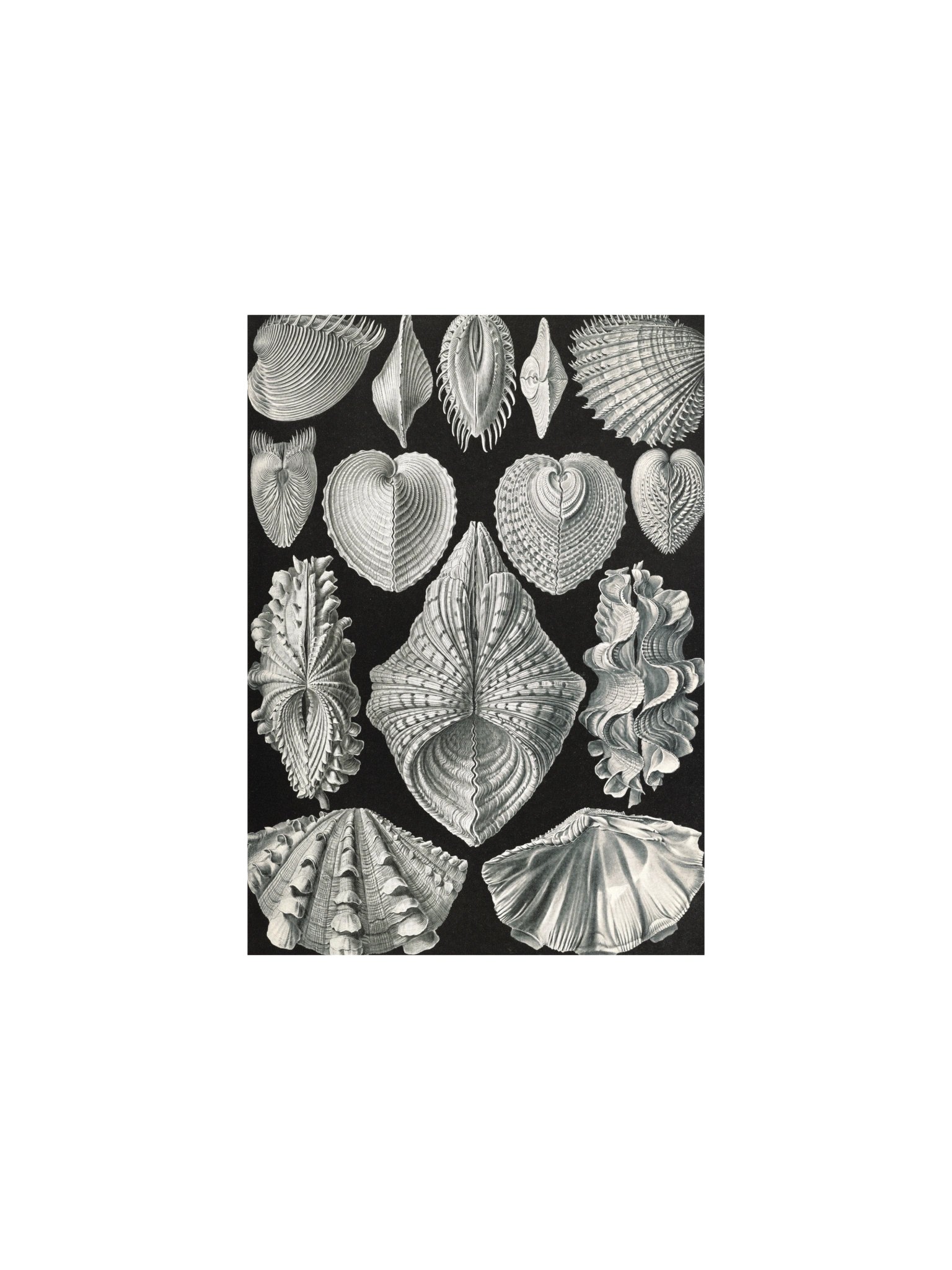 Bivalve Shells Antique Conchology Art Print product image (3)