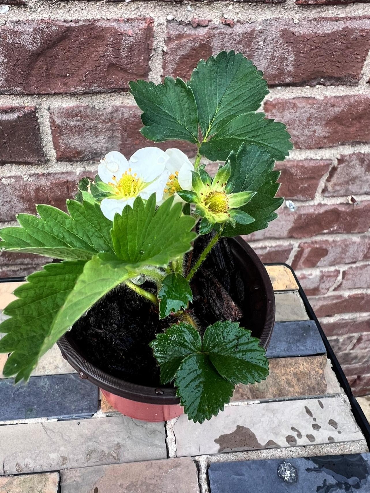 Strawberry Live Plant product image (1)