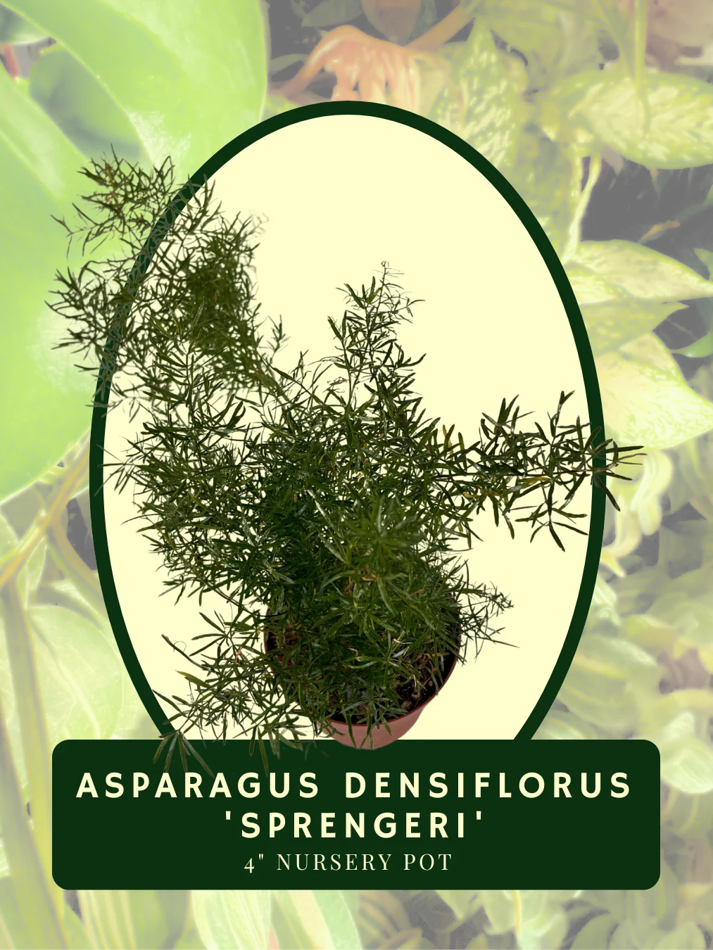 Asparagus Densiflorus 'Sprengeri' product image (2)