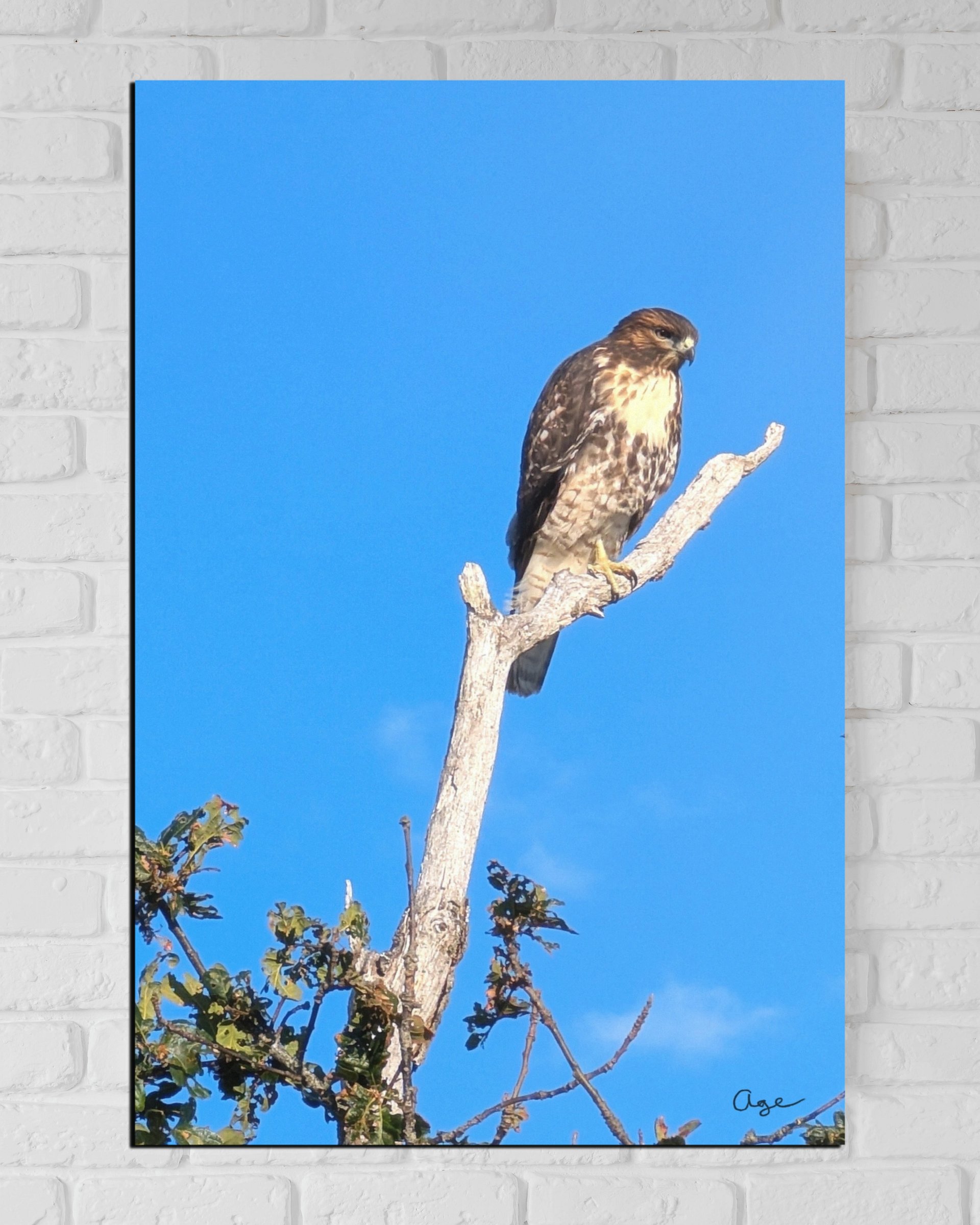 The Sentinel - Fine Art Print product image (3)
