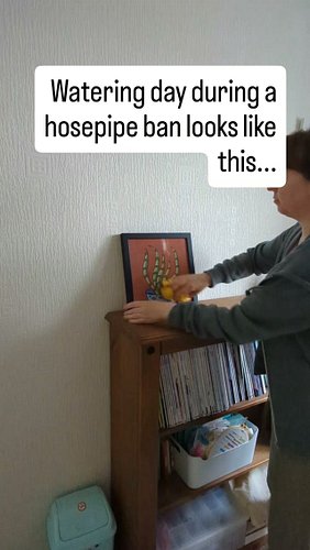 Hosepipe ban update (part 2). ​The UK hosepipe ban hit, but my indoor jungle couldn’t care less. 💅

​Dusting > Watering. If y...