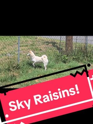 Rumi is experiencing her first sky raisin season! She doesn't listen when I warn her theyre spicy, but she sure is beautiful #shibainu #rumi #spicyskyraisins #sillypets 