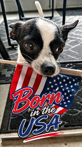 Our puppers Selah, she’s proud to be “Born in the USA.” Our church gave out these flags today after service, and well… she fo...