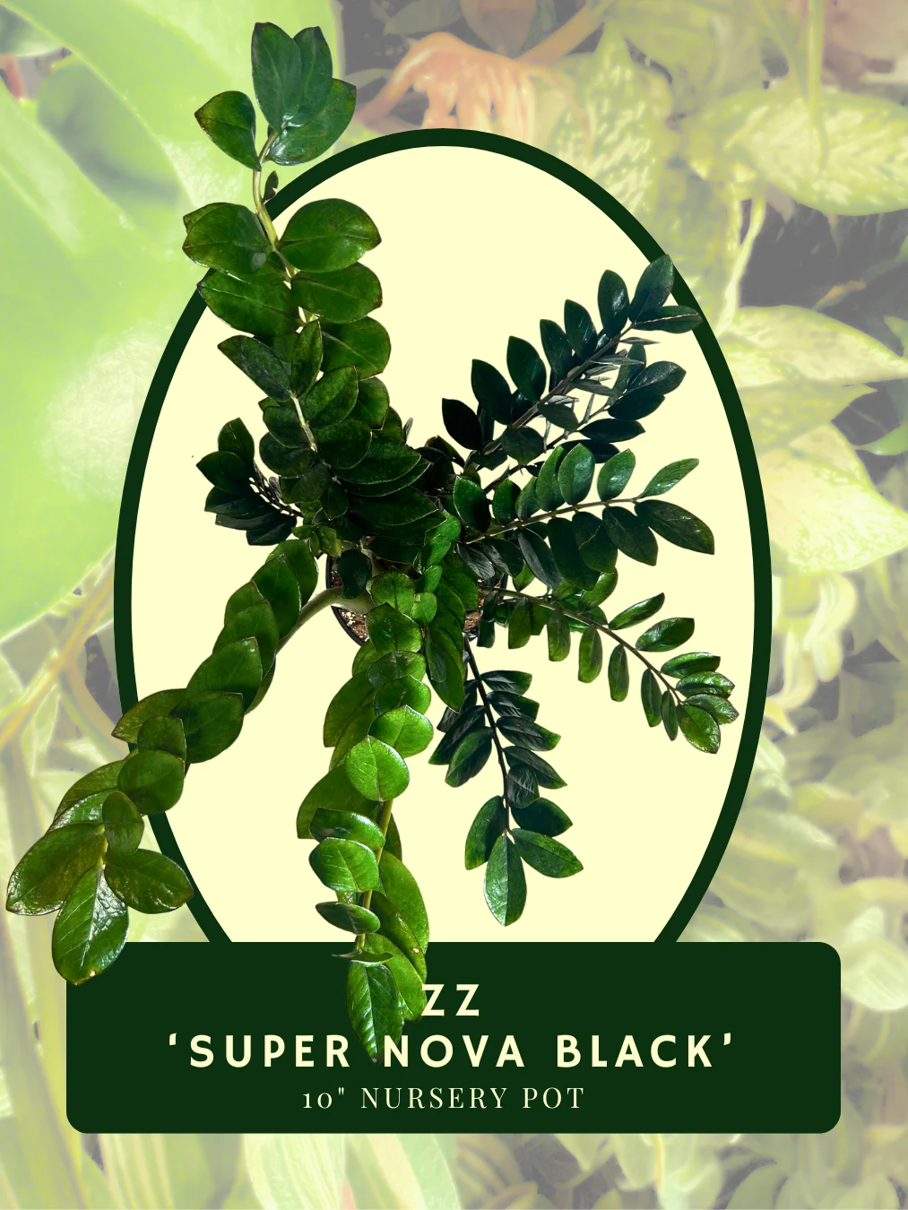 ZZ Super Nova Black product image (2)